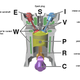 Illustration for article titled How Variable Valve Timing Works